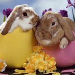 Easter Study Arrangements