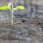 Advent Photo Competition – HOPE